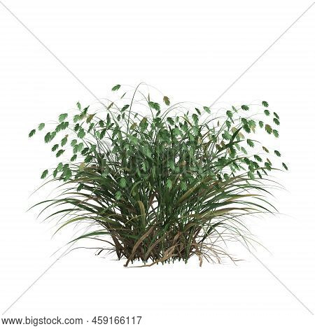3d Illustration Of Chasmanthium Latifolium Grass Isolated On White Background