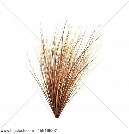 3d Illustration Of Carex Buchananii Grass Isolated On White Background