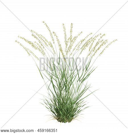 3d Illustration Of Bouteloua Curtipendula Grass Isolated On White Background
