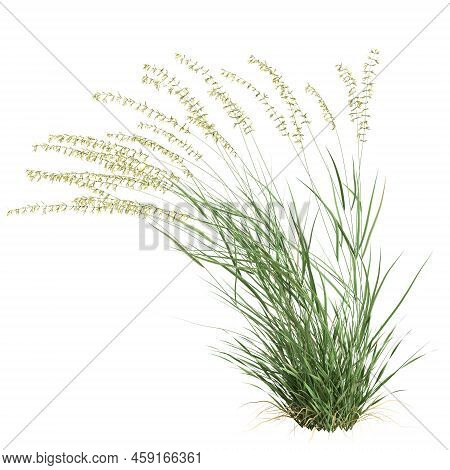 3d Illustration Of Bouteloua Curtipendula Grass Isolated On White Background