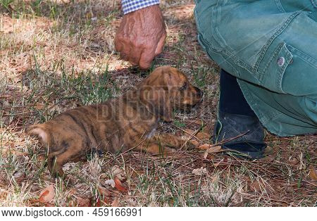 Portrait Of Baby Dog Near Its Owner