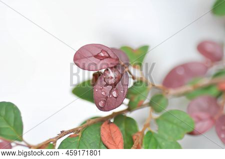 Chinese Fringe Flower, Loropetalum Chinense Or Loropetalum And Rain Drop On The Leaf Or Red Leaf