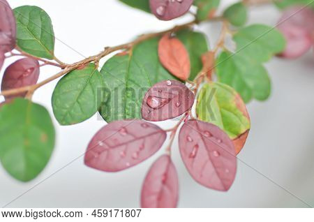 Chinese Fringe Flower, Loropetalum Chinense Or Loropetalum And Rain Drop On The Leaf Or Red Leaf