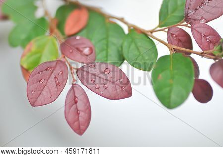 Chinese Fringe Flower, Loropetalum Chinense Or Loropetalum And Rain Drop On The Leaf Or Red Leaf