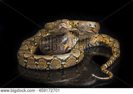 Malayopython Reticulatus  Reticulated Python Snake Isolated On White Background.
