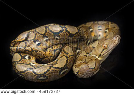 Malayopython Reticulatus  Reticulated Python Snake Isolated On White Background.