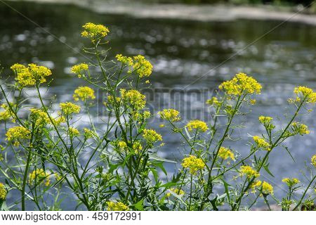 The Close Up Of Wintercress Barbarea Vulgaris Brassicaceae. Selective Focus.flower Of Land Cress, Ba