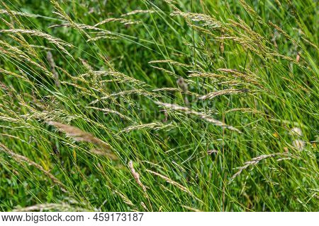 Anthoxanthum Odoratum Poaceae Family Plant In Spring At Flowering Time, Selective Focus