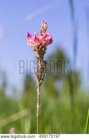 Sainfoin, Onobrychis Viciifolia, Growing In The Grassland. Common Sainfoin Fowering In Summer