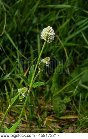 Trifolium Montanum, The Mountain Clover. Plant With White Flowers. Is Growing In Europe