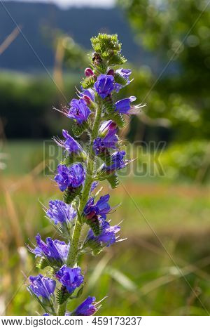 Echium Vulgare. Beautiful Wildflowers. Blue Flowers, Summer Floral Background. Close-up. Bokeh. Beau