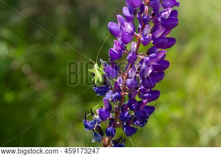 The Blooming Purple Flowers Of The Lupine Are Fodder Plants Of Lupinus Polyphyllus, Growing In The F