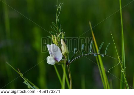 Vicia Barbazitae Vicia Laeta, Fabaceae. Wild Plant Shot In Spring.