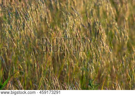 The Plant Bromus Sterilis, Anysantha Sterilis, Or Barren Brome Belongs To The Poaceae Family At The