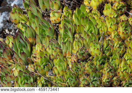 Sempervivum Tectorum, Common Houseleek. Perennial Plant Growing In Flower Pot. Sempervivum In Nature