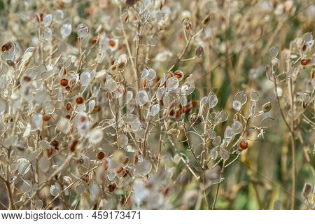 Close Up Texture Of Drying Grain Standing In A Field, Warm Light, Stems And Leaves And Seed Heads Mi