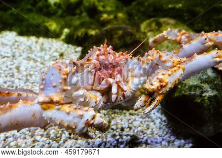 Paralithodes Camtschaticus. Red King Crab On Underwater Bottom.
