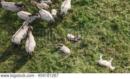 A Small Foals Of A Tarpan Wild Horse Lies On The Grass. Tarpan Horses In Nature. Wild Horses. Wildli