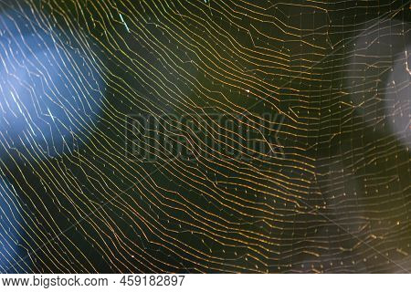 A Massive Joro Spider Web Glistens In Backlight Sunshine In A Georgia Backyard.