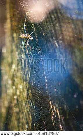 Large Joro Spider Builds Massive Spider Web In Backyard Of Georgia Residence.