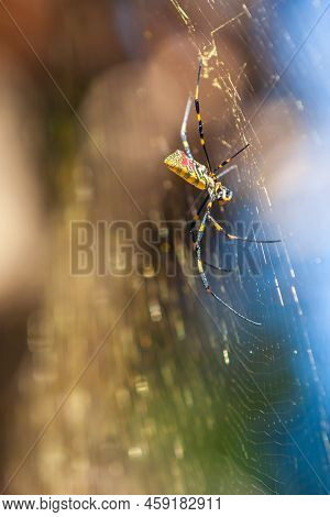 Large Joro Spider Builds Massive Spider Web In Backyard Of Georgia Residence.