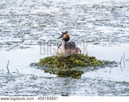 Great Crested Grebe, Podiceps Cristatus, Water Bird Sitting On The Nest, Nesting Time On The Green L