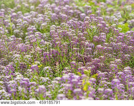 Dainty Purple And White Flowers Of Lobularia Maritima Alyssum Maritimum, Sweet Alyssum Or Sweet Alis