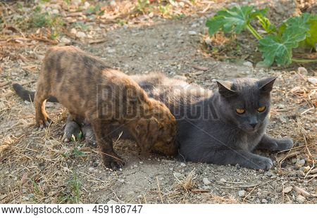 Animals Friends: Portrait Of Grey Cat With Puppy Of Segugio Maremmano Dog