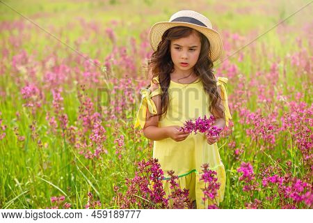 Thoughtful Beautiful Little Girl Walks In A Flowering Field, Holds A Bouquet Of Burgundy Viscaria Fl
