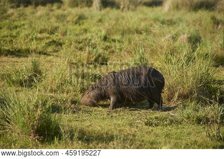 Capybara, Hydrochoerus Hydrochaeris, Largest Living Rodent, Native To South America, Grazing A Summe