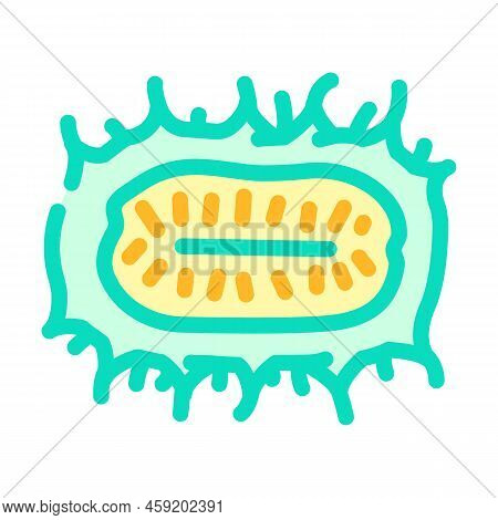 Anguria Cucumber Color Icon Vector. Anguria Cucumber Sign. Isolated Symbol Illustration