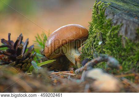 Suillus Variegatus Is A Species Of Edible Mushroom Commonly Called The Velvet Bolete Or Variegated B