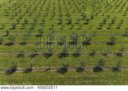 Growing Apples View From A Quadcopter, Orchard Photo From Height, Young Apple Orchard From A Height.