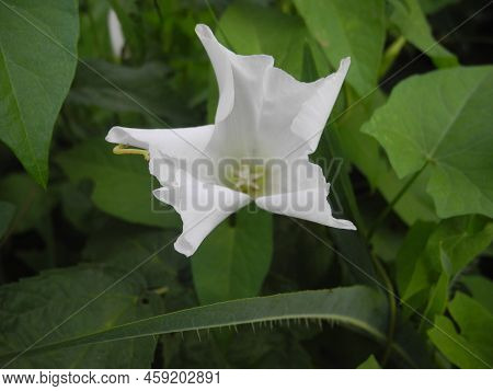 Convolvulus Arvensis, The Field Bindweed, Is A Species Of Bindweed That Is Rhizomatous And Is In The