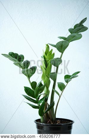 Indoor Plant Zamioculcas Zamifolia, Zanzibar Gem, Zz Plant. Fowering Plant On Light Blue Wall Backgr