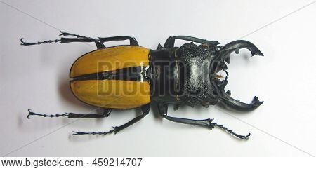 Beetle Isolated On White. Large Indonesian Stag Beetle Odontolabis Ludekingi Isolated. Collection Be