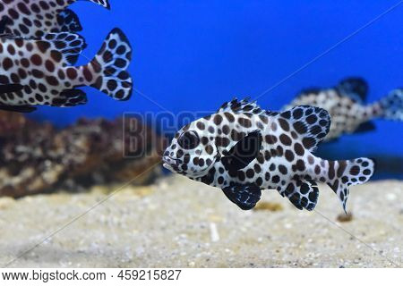 The Harlequin Sweetlips Fish In An Aquarium Closeup