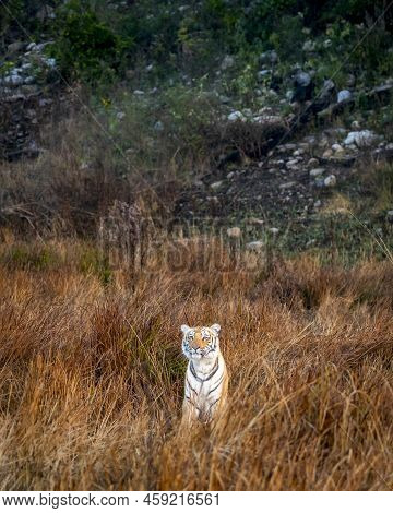Wild Female Mother Tiger In Natural Grassland In Winter Morning Safari At Terai Region Forest Of Dhi