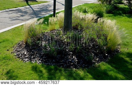 Abrotanoides, Atriplicifolia, Autumn, Beautiful, Bed, Blue, Bollard, Bump, Bunch, Bush, Circle, City