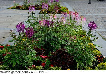 Commonly Known As Spider Flower, Spider Plant, Pink Queen, Or Grandfather\'s Whiskers, Is A Species 