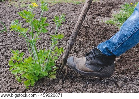 Old Pitchfork With A Foot In Sneakers On A Background Of Earth And Plant Chelidonium Or Greater Cela