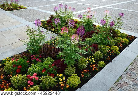 Commonly Known As Spider Flower, Spider Plant, Pink Queen, Or Grandfather\'s Whiskers, Is A Species 