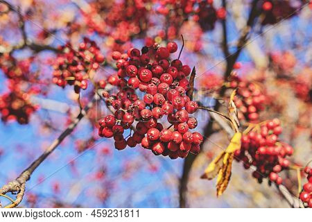 Bunches Of Ripe Rowan Berries On Branches Of Rowan Tree On Sunny Day. Rowan Berries Are Used In Trad
