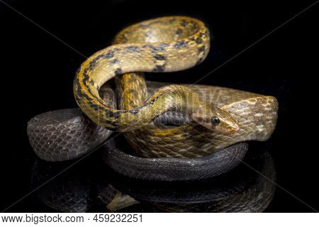 Coelognathus Flavolineatus, The Black Copper Rat Snake Or Yellow Striped Snake, Isolated On Black Ba