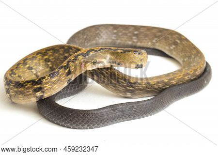 Coelognathus Flavolineatus, The Black Copper Rat Snake Or Yellow Striped Snake,. Isolated On White B