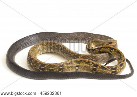 Coelognathus Flavolineatus, The Black Copper Rat Snake Or Yellow Striped Snake,. Isolated On White B