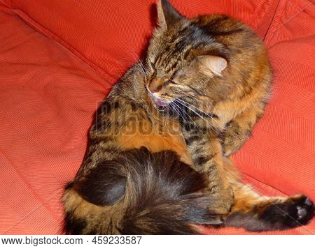 A Tiger Cat Is Licking Ist Coat.
