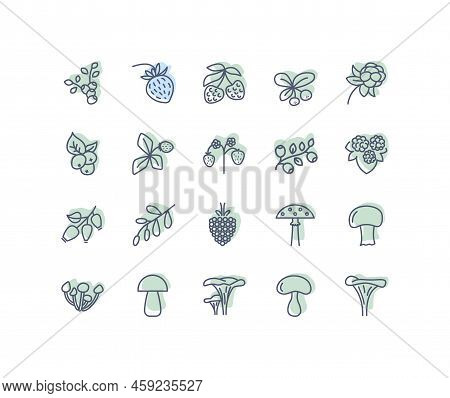 Forest Berries And Mushroom Flat Line Icons Set. Fresh Berries Raspberry, Lingonberry, Blueberry, Bl