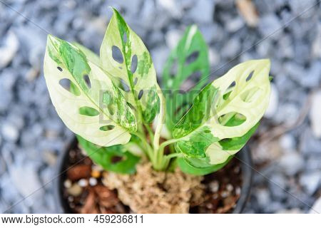 Closeup To Monstera Adansonii Albo  Variegated Giant In The Pot