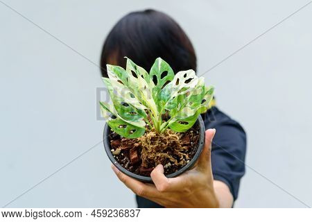 Closeup To Monstera Adansonii Albo  Variegated Giant In The Pot